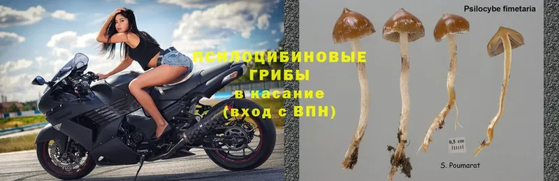 Псилоцибиновые грибы MAGIC MUSHROOMS  OMG онион  Горнозаводск 